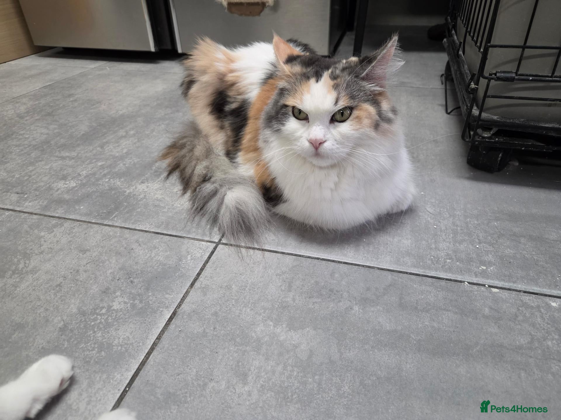Maine Coon cats Maincoon Ragdoll Kitten Ready for loving home - Advert 1