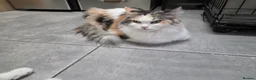 Maine Coon cats for sale: Maincoon Ragdoll Kitten Ready for loving home - Advert 1