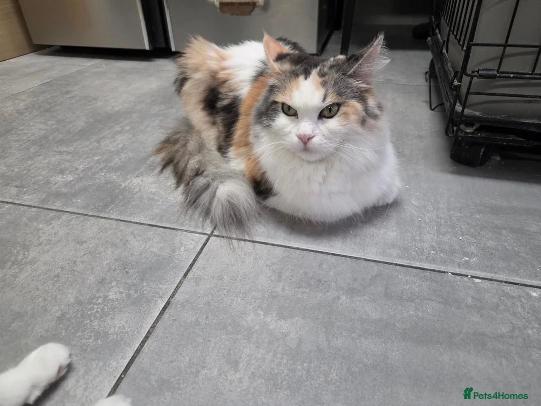 Maine Coon cats for sale: Maincoon Ragdoll Kitten Ready for loving home - Advert 1