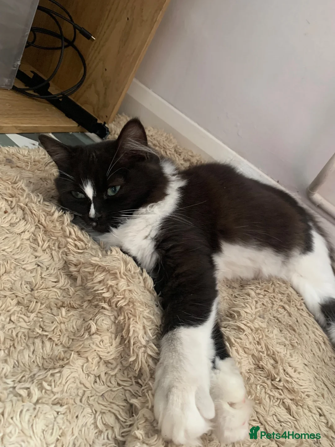 Mixed Breed cats for sale: Look in for a new home  - Advert 6