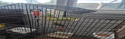 Budgerigars birds for sale: Budgies for sale in Walsall - Advert 2