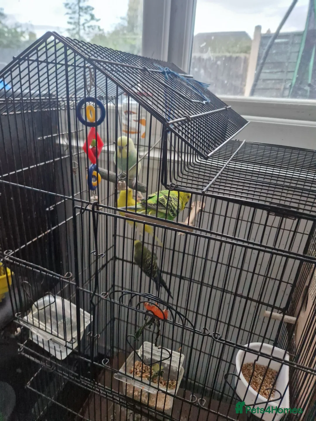 Budgerigars birds for sale: Budgies for sale in Walsall - Advert 2