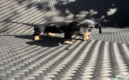 Dachshund dogs for sale: Dachshund Puppies  - Image 10