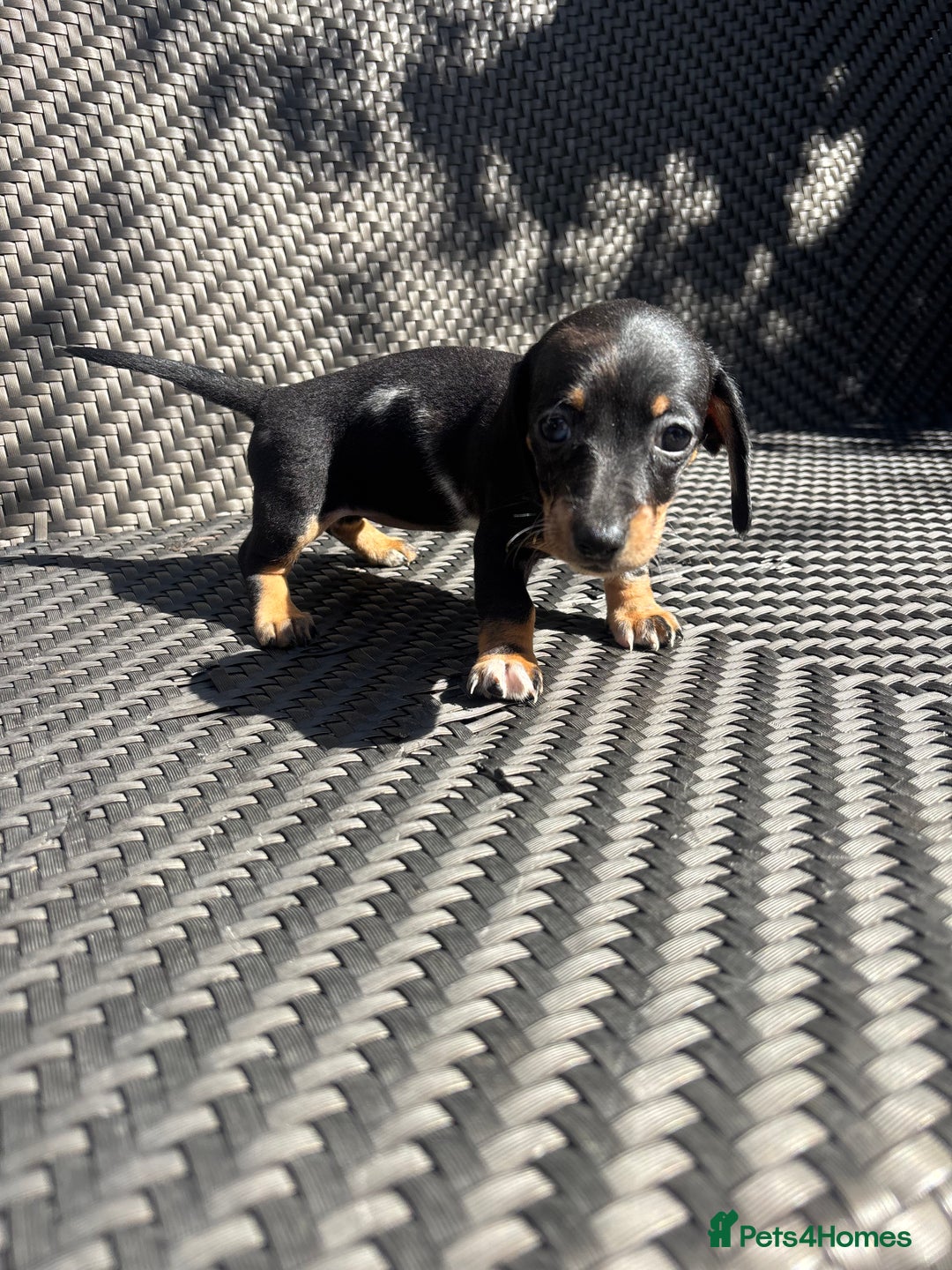 Dachshund dogs for sale: Dachshund Puppies  - Image 10