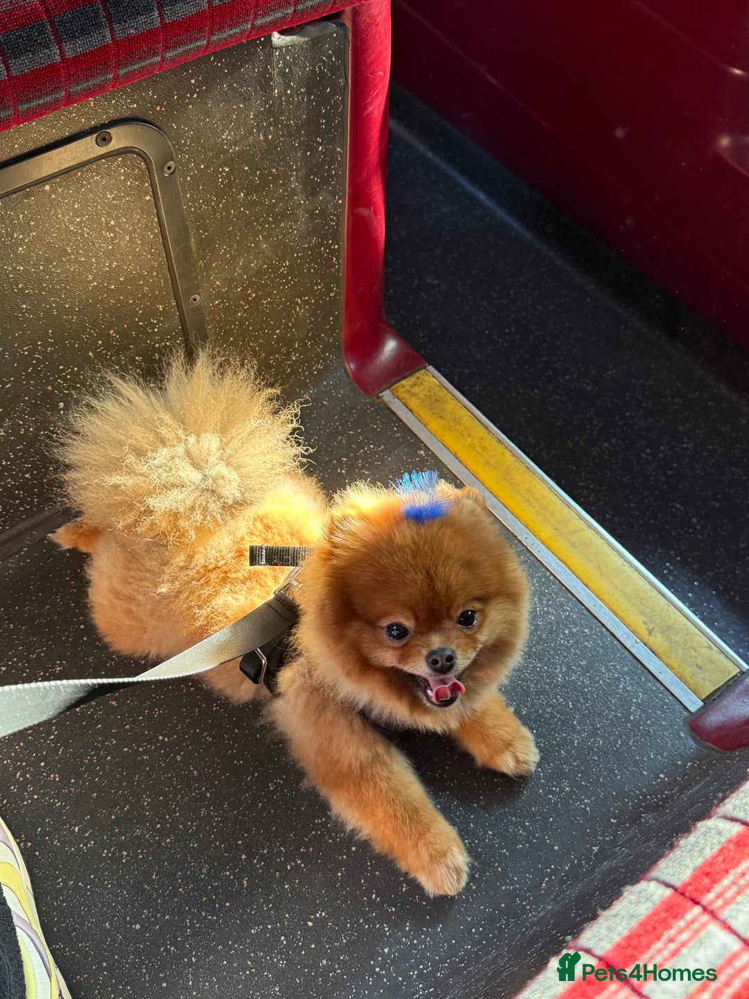 Pomeranian dogs for sale: Gorgeous sable Pom for rehome - Image 5