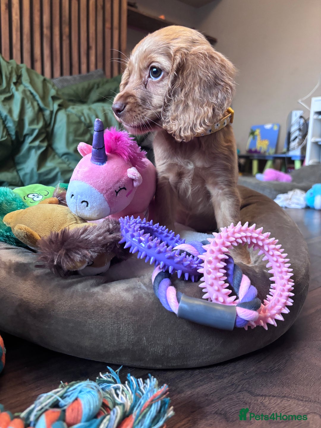 Cockapoo dogs for sale: Beautiful golden cockapoo - Advert 5