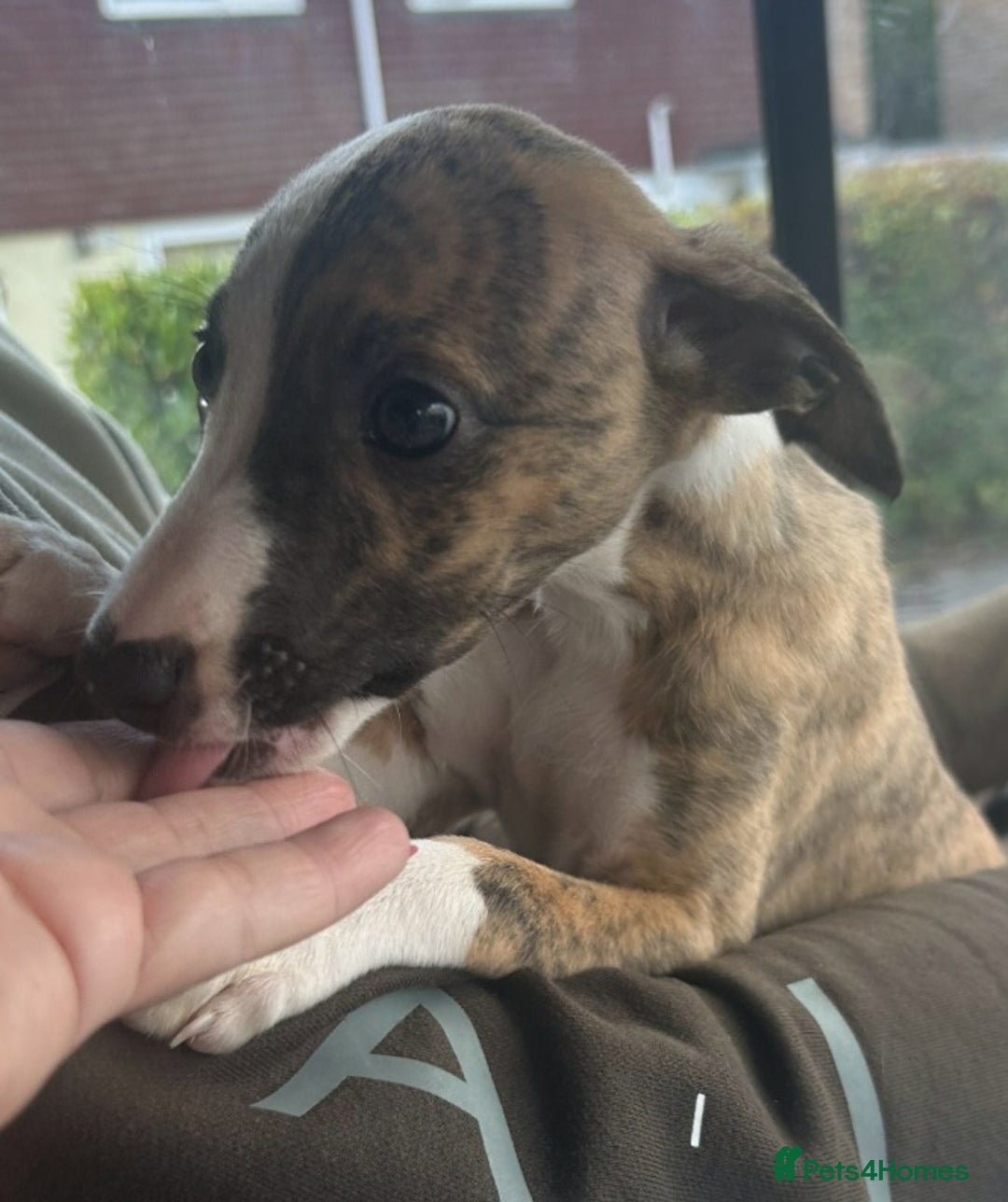 Whippet dogs for sale: Kennel club 6m old female whippet,HALO - Advert 11