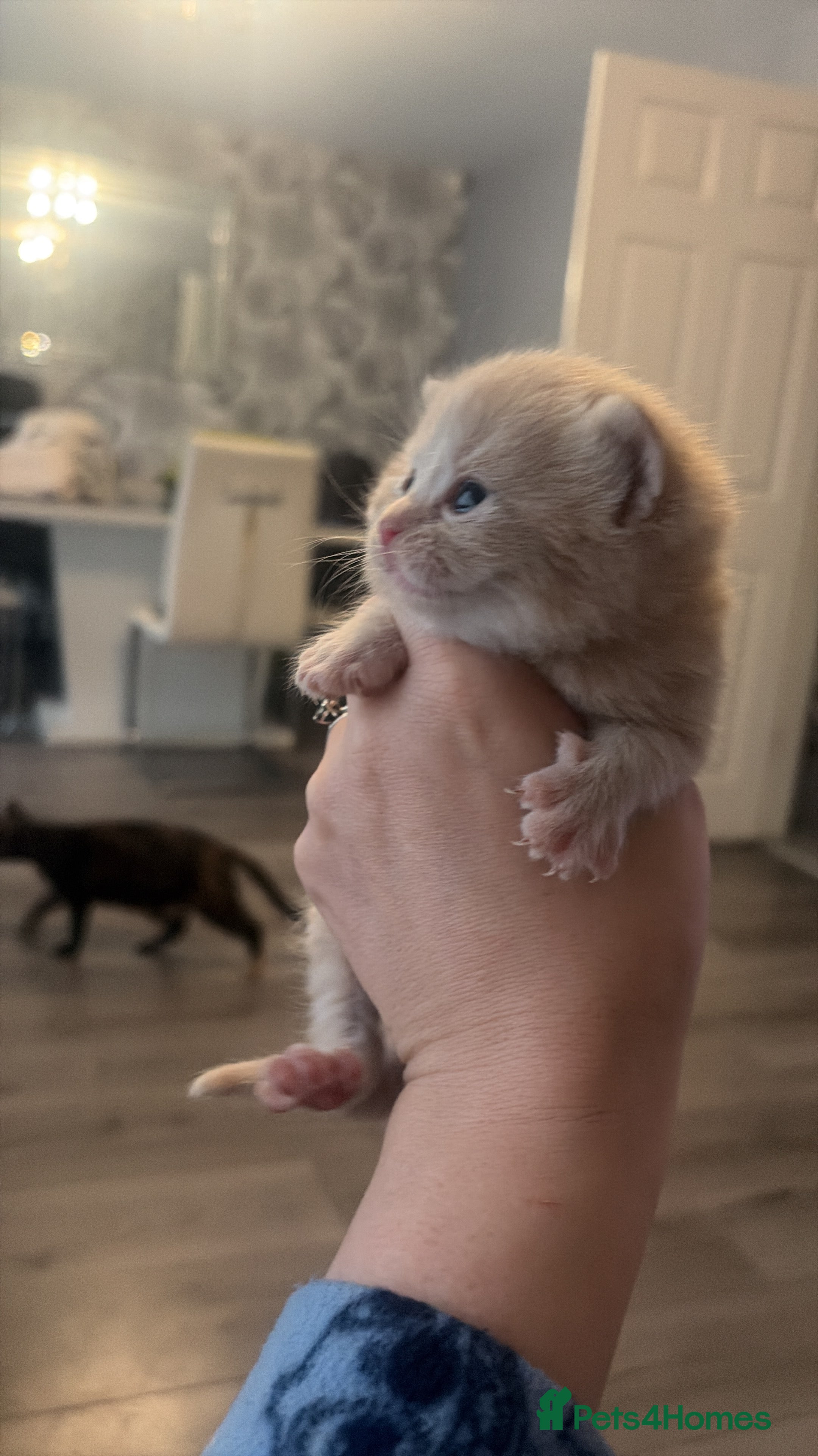 Mixed Breed cats British blue cross Norwegian  - Advert 3