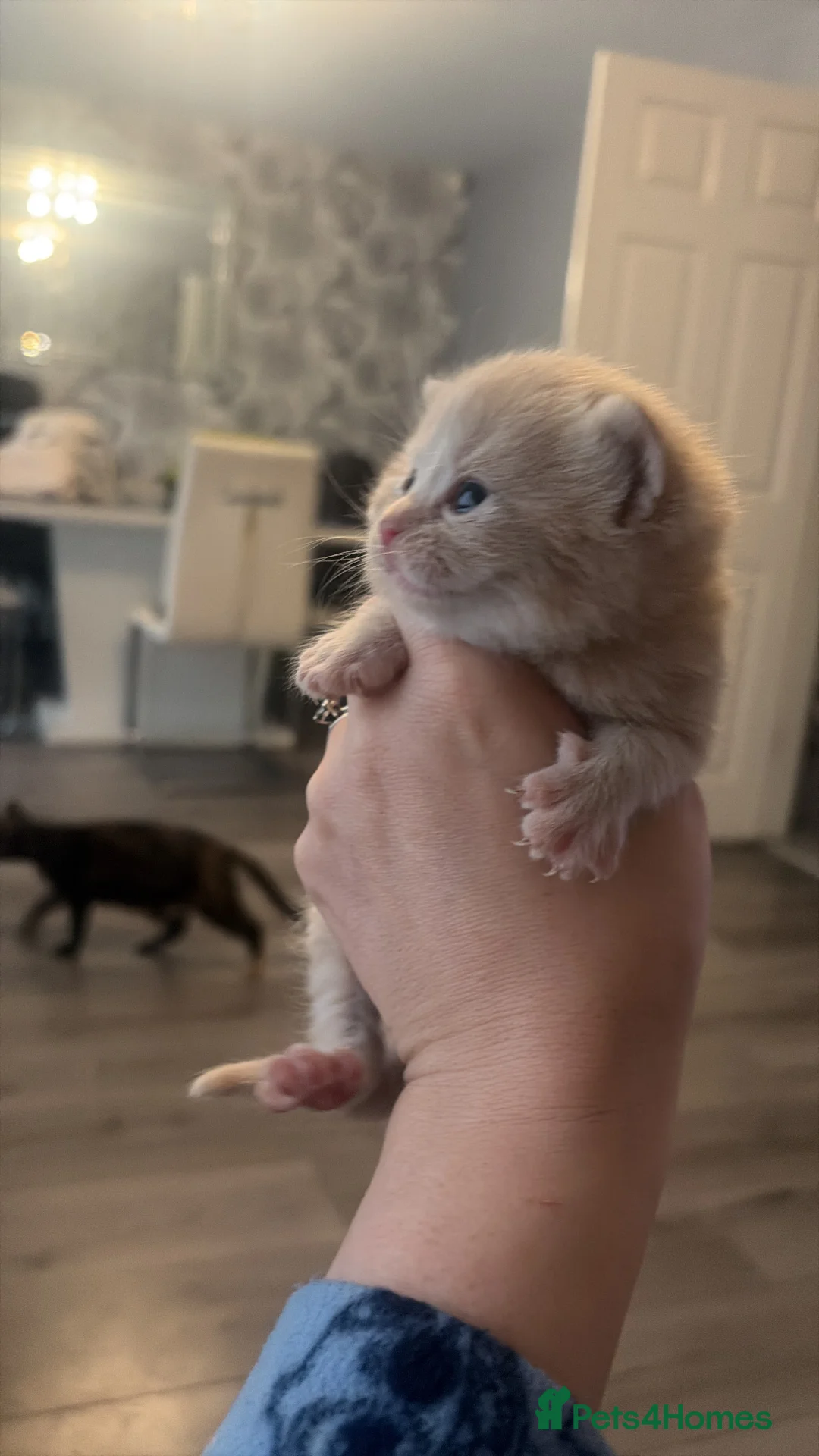 Mixed Breed cats for sale: British blue cross Norwegian  - Advert 1