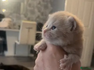 Mixed Breed cats British blue cross Norwegian - Advert 3