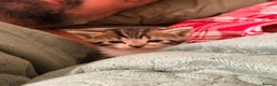 Mixed Breed cats for sale: Adorable kittens for sale - Advert 4