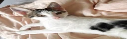 Mixed Breed cats for sale: Gorgeous, playful & affectionate kittens - Advert 21