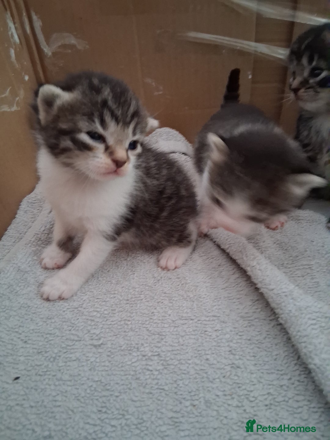 Mixed Breed cats for sale: 6 beautiful kittens - Image 8