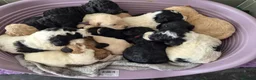 Saint Berdoodle dogs for sale: Miniature F1b Saint Bernadoodles  - Advert 13