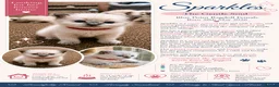 Ragdoll cats for sale: Affectionate Ragdoll Kittens Health-Tested Line - Advert 41