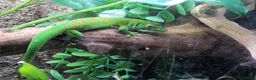 Gecko reptiles for sale: Giant Madagascan day Gecko - Advert 6