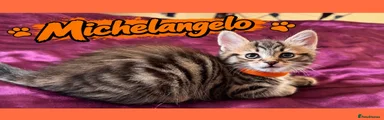 Michelangelo 🧡