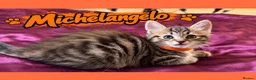 Mixed Breed cats for sale: 4 HANDSOME MALE TABBY KITTIES - Advert 4