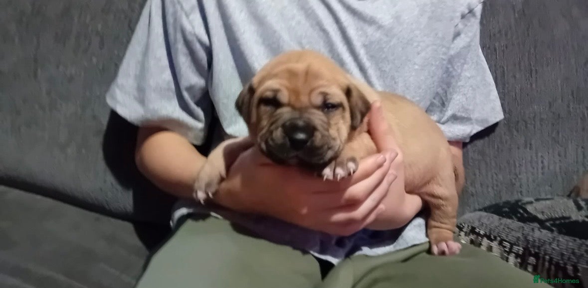 Staffordshire Bull Terrier dogs Staffordshire bull terrier pups - Advert 18