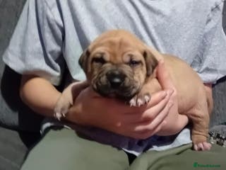 Staffordshire Bull Terrier dogs Staffordshire bull terrier pups - Advert 7