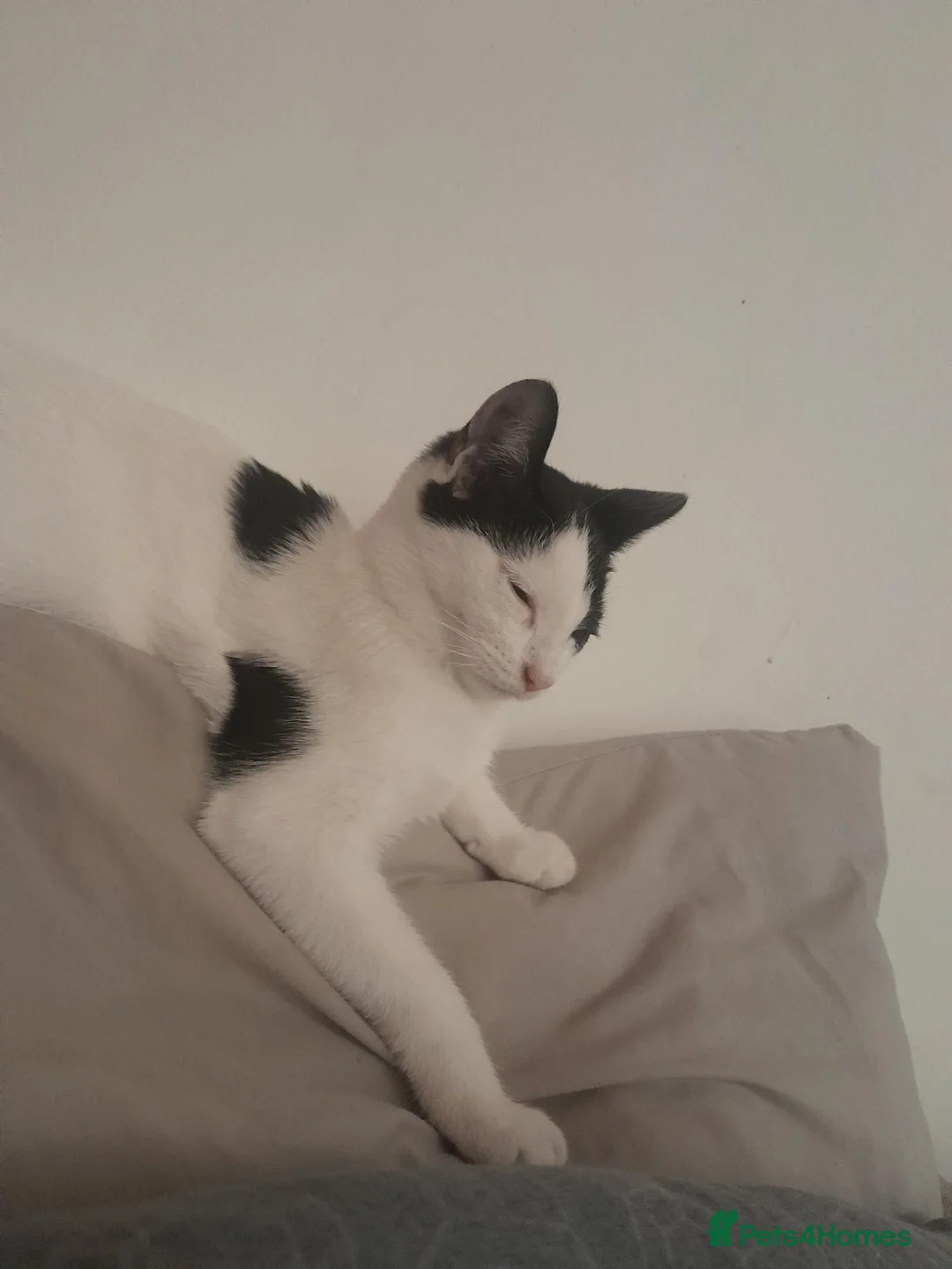 British Shorthair cats for sale: Girl kittens available  in Glasgow - Advert 2