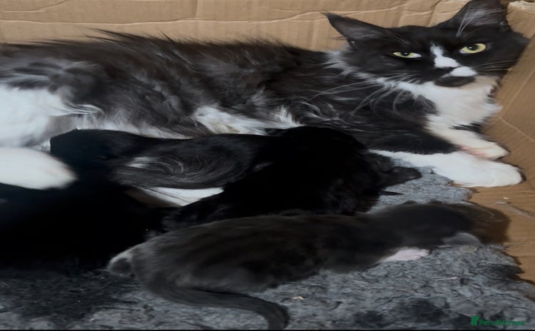 Maine Coon cats - Advert 5