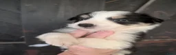 Border Collie dogs for sale: Border collie bitch pup - Advert 5