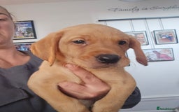 Labrador Retriever dogs for sale: Ready now ***Kc registered labrador retrievers  - Image 10