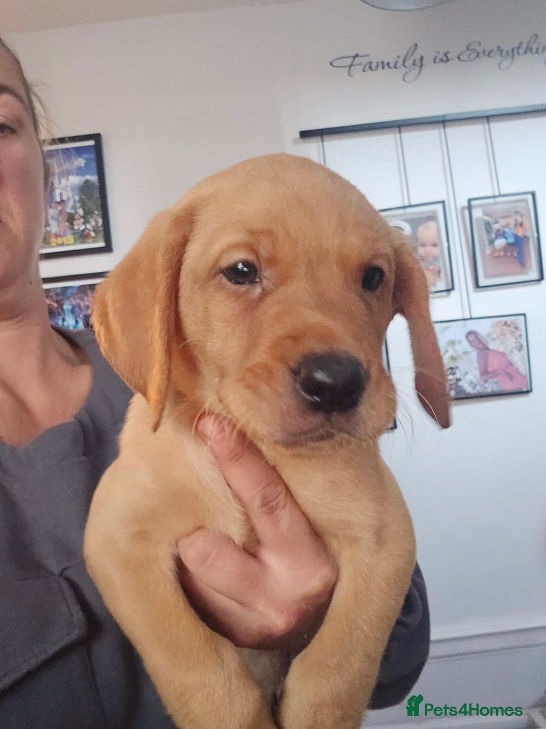 Labrador Retriever dogs for sale: Ready now ***Kc registered labrador retrievers  - Image 10
