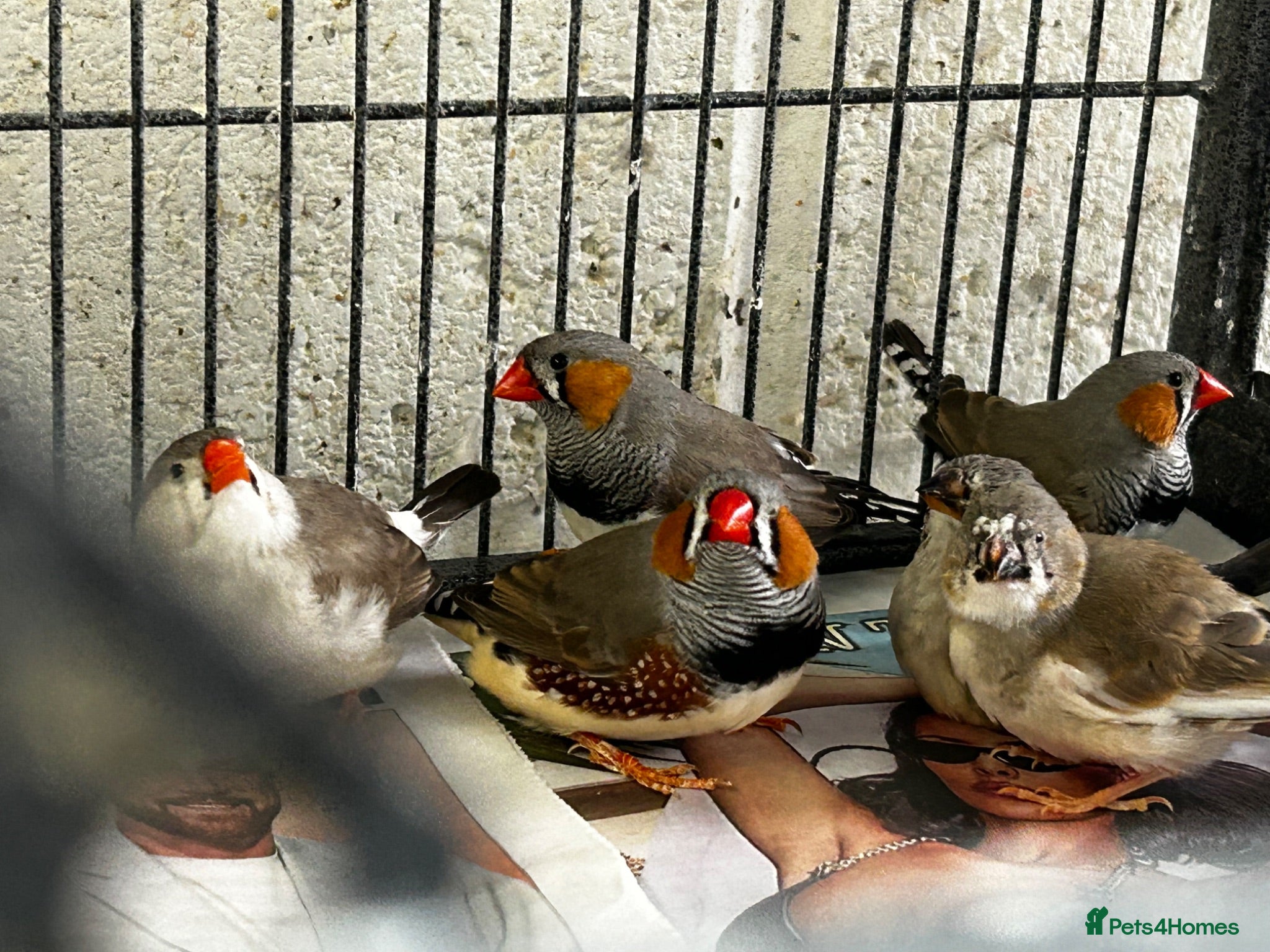 Finches birds Zebra finches - Advert 7