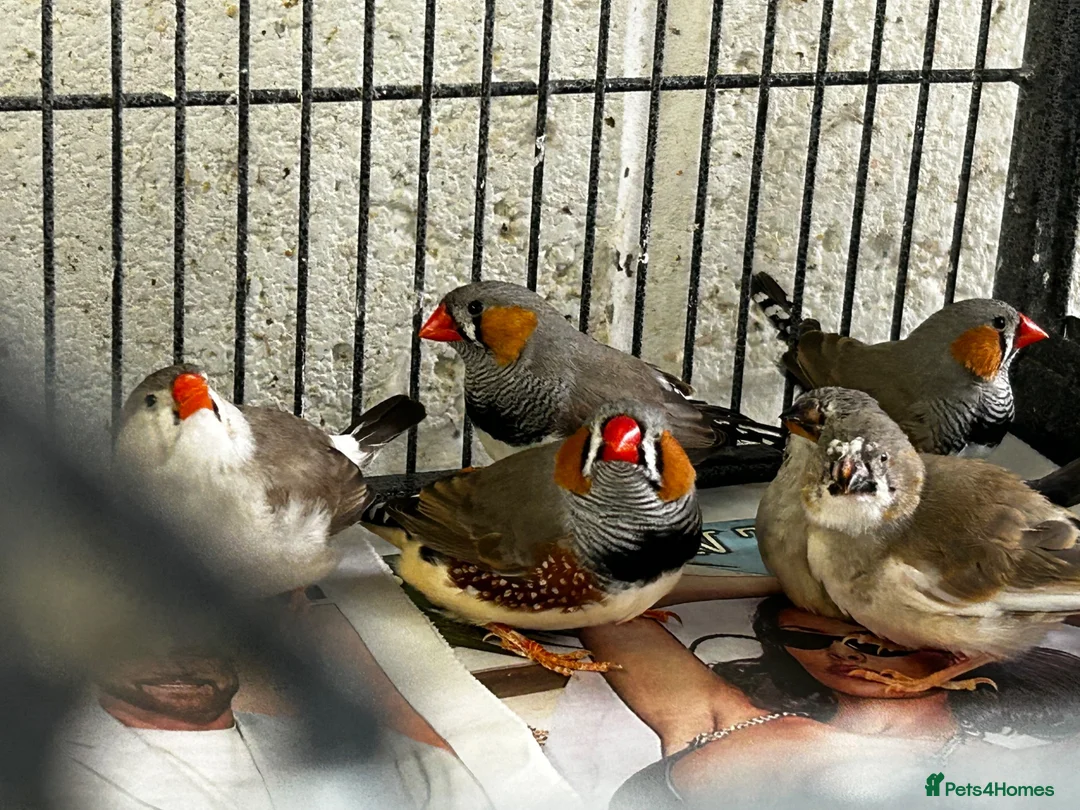 Finches birds for sale: Zebra finches - Advert 1