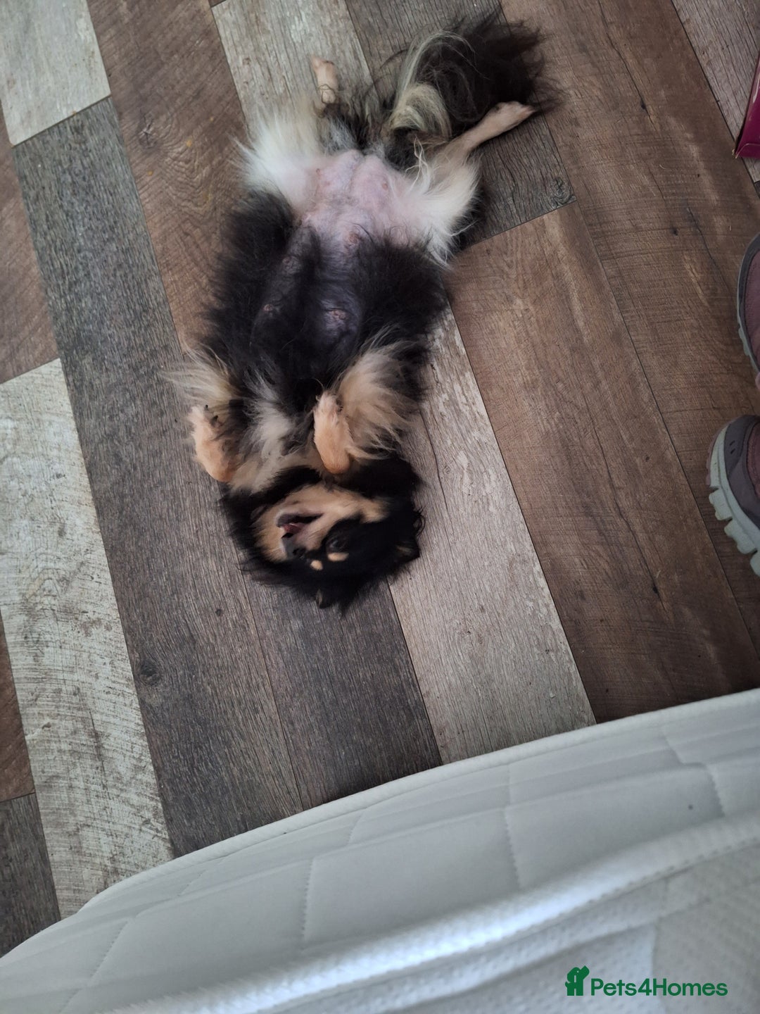 Pomeranian dogs for sale: Little cuties - Advert 33