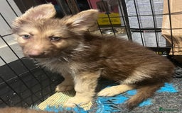 German Shepherd dogs for sale: German Shepherd Puppies Liver Isabella Blue Black  - Advert 21