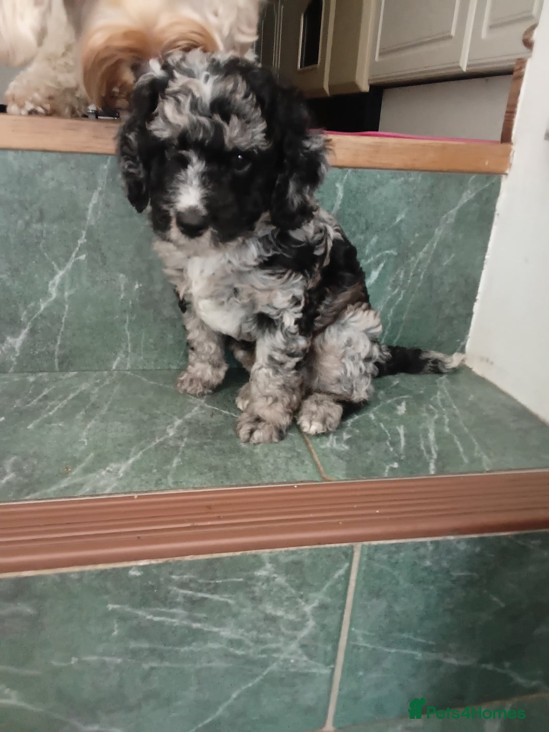 Cockapoo dogs for sale: Stunning Merle Cockapoo - Image 6