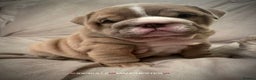 English Bulldog dogs for stud: Uncle Fester in Manchester - Advert 40
