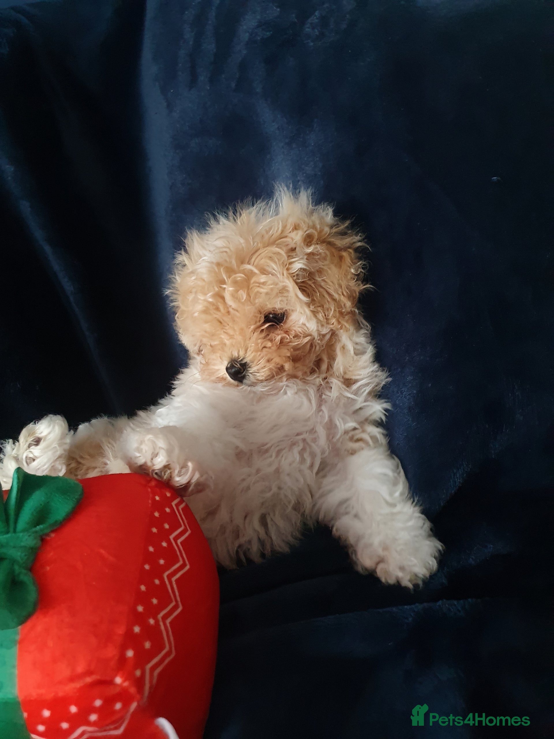 Maltipoo dogs 🌟💛🌟Amazing Biscuit Princess 🌟💛🌟  - Advert 1