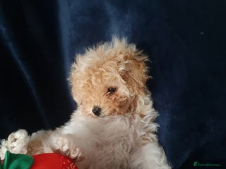 Maltipoo dogs 🌟💛🌟Amazing Biscuit Princess 🌟💛🌟 - Advert 1