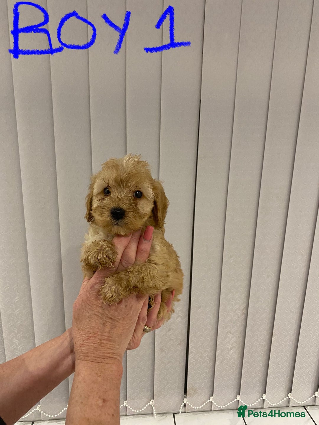 Cockapoo dogs for sale: F1 Red Cockapoo Puppies  - Advert 9