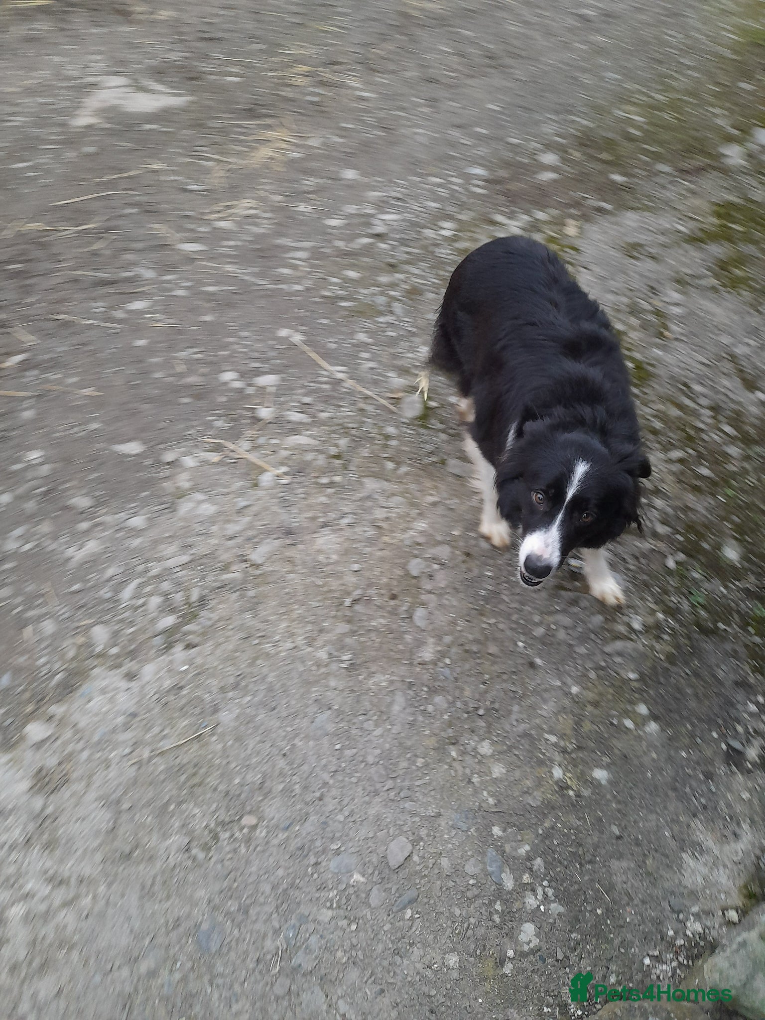 Border Collie dogs our litter of 6 beautiful border collie pups - Advert 1