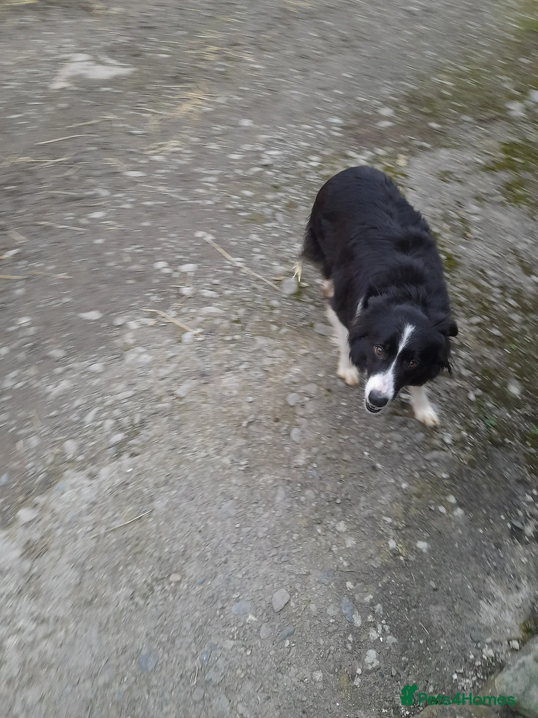 Border Collie dogs for sale: our litter of 6 beautiful border collie pups in Llandovery - Advert 1