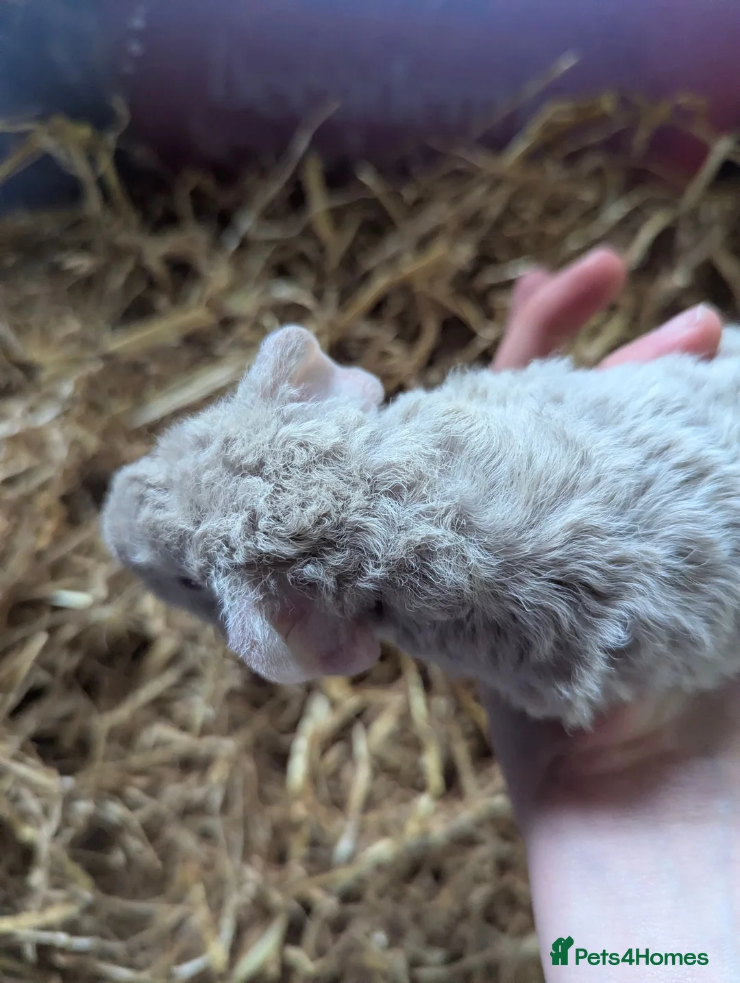 Guinea Pig rodents for sale: Friendly Baby Teddy Guinea Pigs - Advert 16