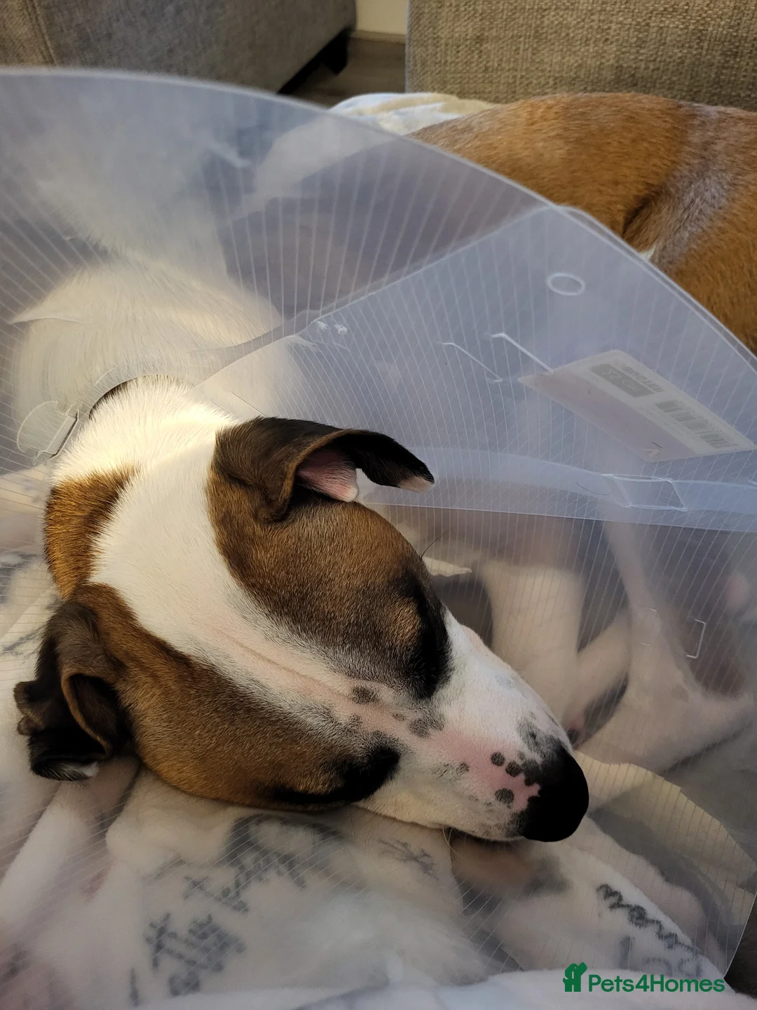 Bearded Dragon reptiles for sale: Bearded dragon  - Advert 3