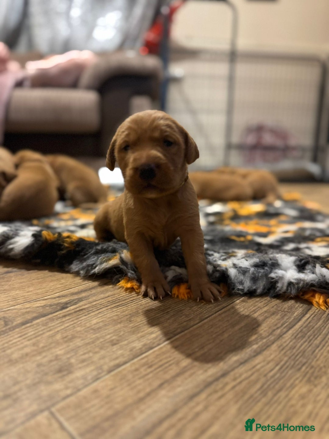 Labrador Retriever dogs for sale: Stunning 5* KC registered Fox Red Labradors - Advert 4
