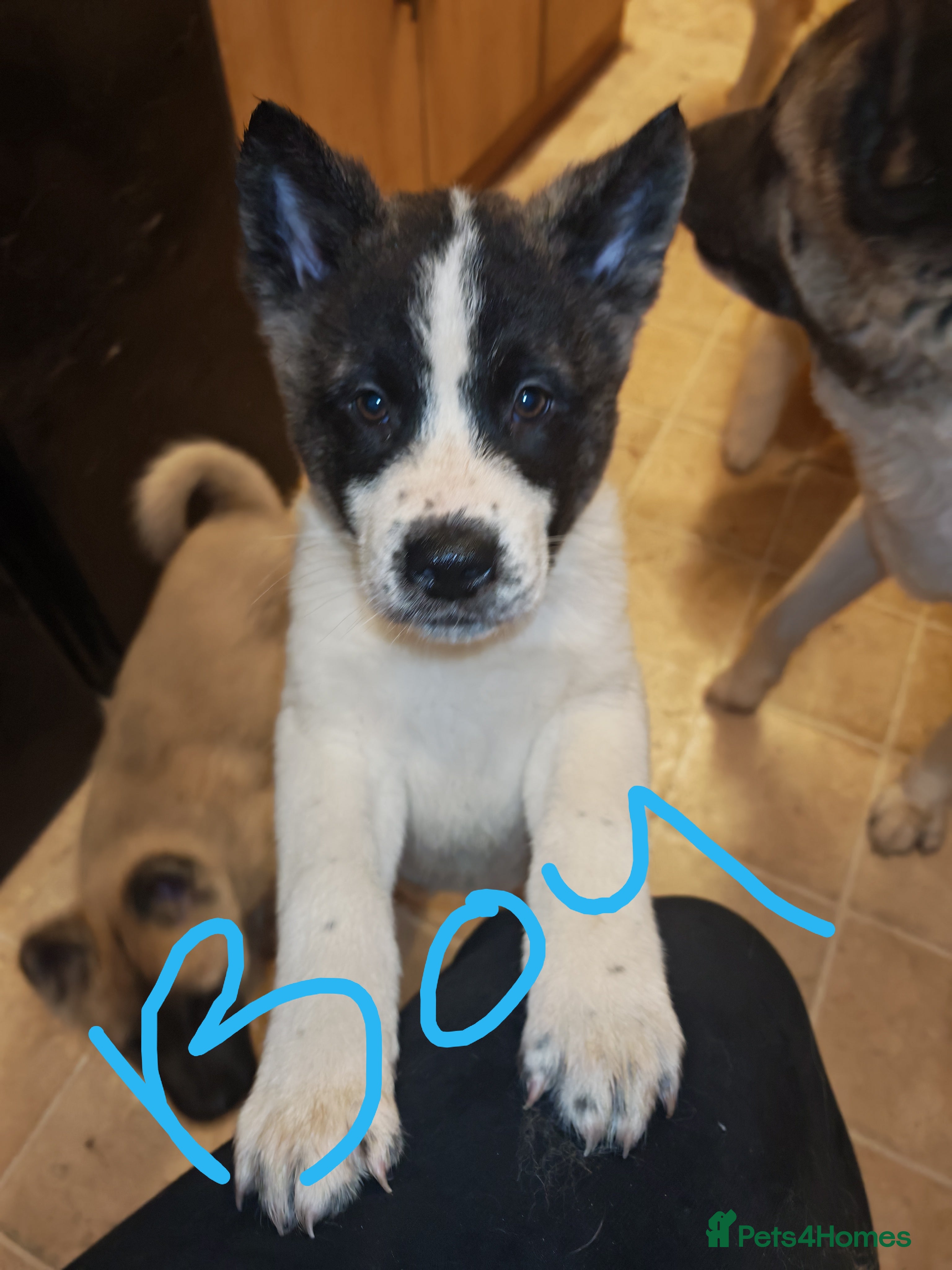 Akita dogs Akita puppys ready now  - Advert 16