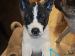 Akita dogs Akita puppys ready now - Advert 16