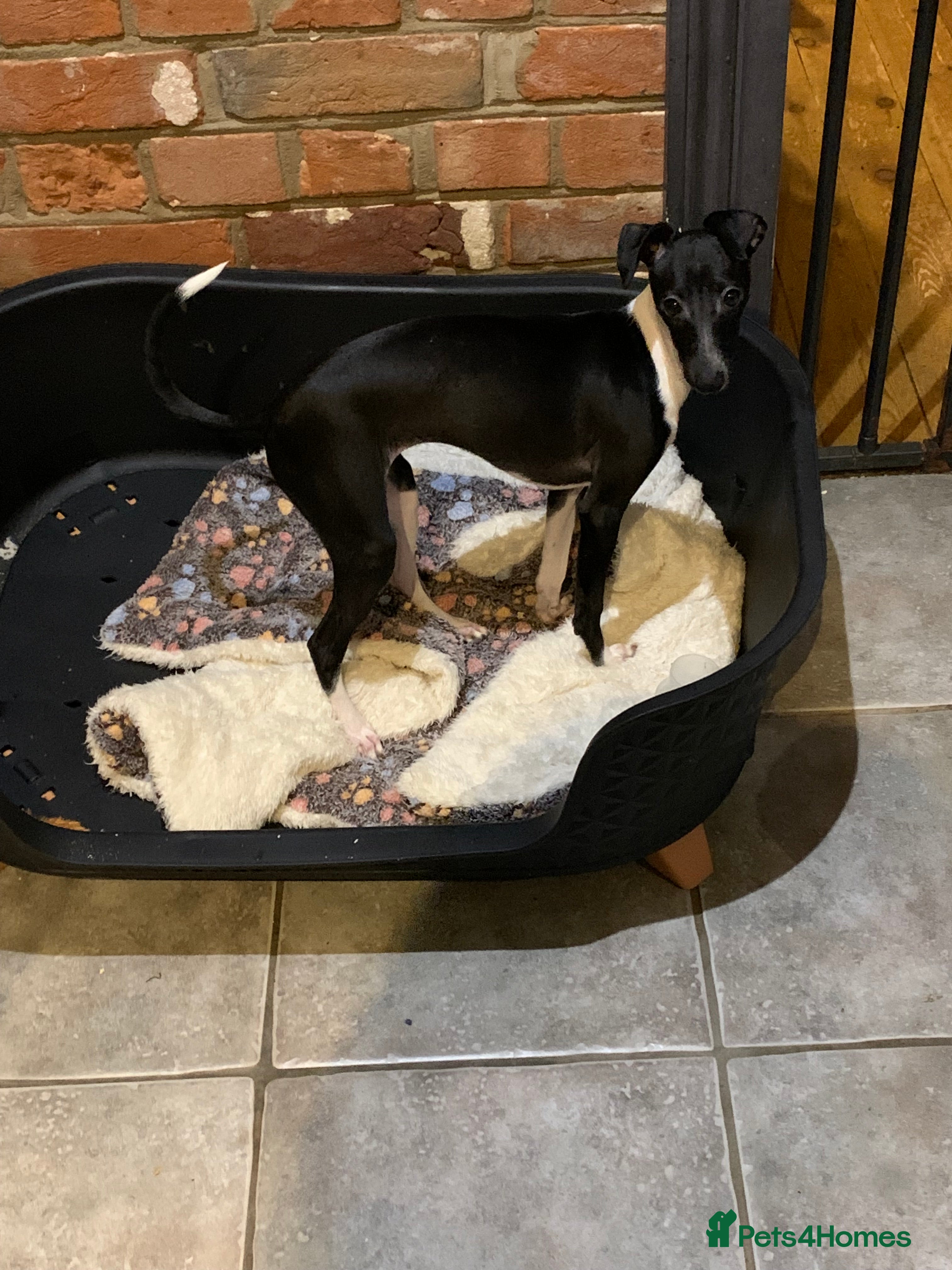 Italian Greyhound dogs Only one quality KC girl left  - Advert 2