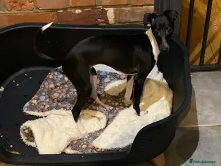 Italian Greyhound dogs Only one quality KC girl left - Advert 2