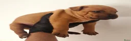 Staffordshire Bull Terrier dogs for sale: Red staffy puppys  - Advert 27
