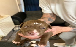 Mixed Breed dogs for sale: Mixed breed pups  - Image 6