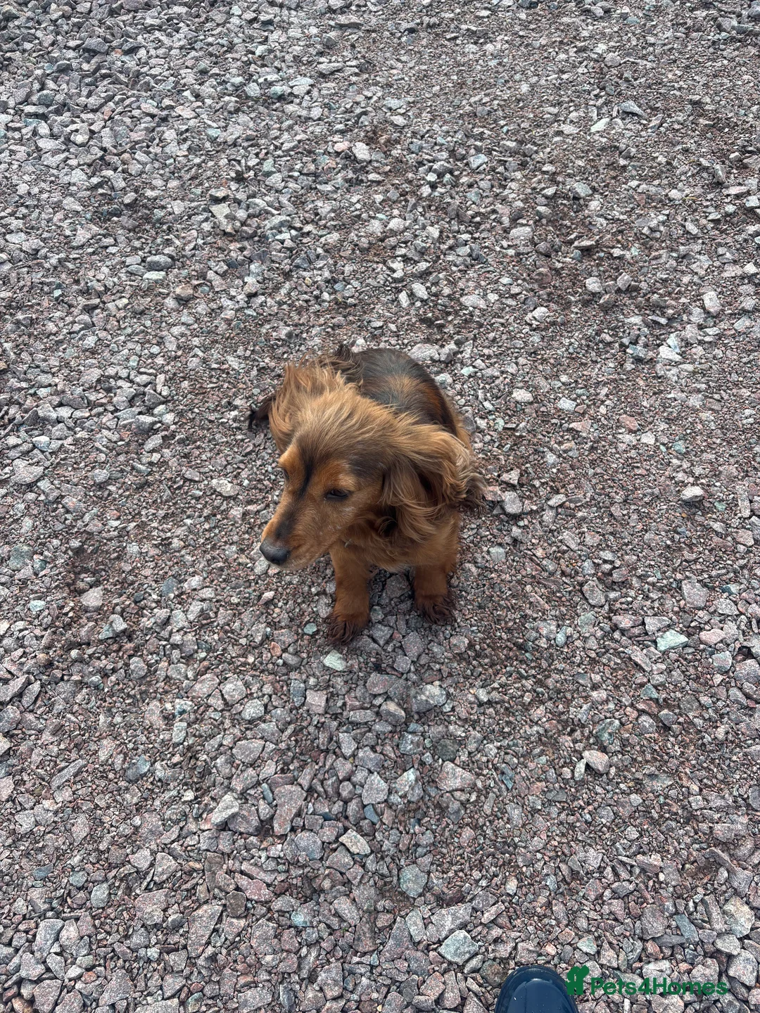 Cocker Spaniel dogs for sale: Ruby needs a new home - Advert 4